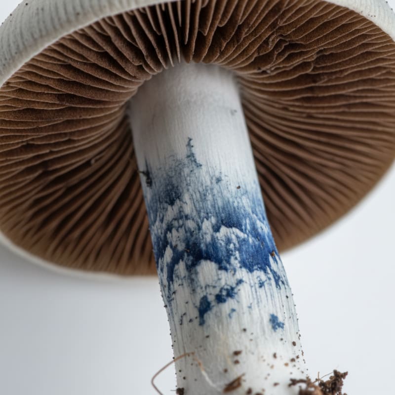 Smoking Cessation illustration 3