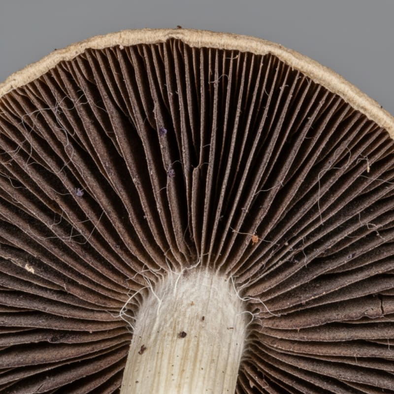 Microdosing illustration 4