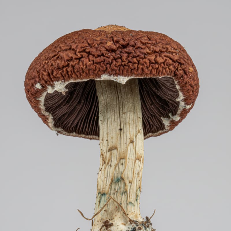 Protocols illustration 4