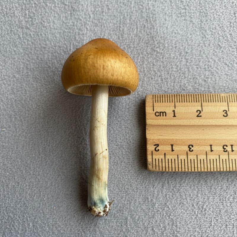 psilocybin data illustration 2