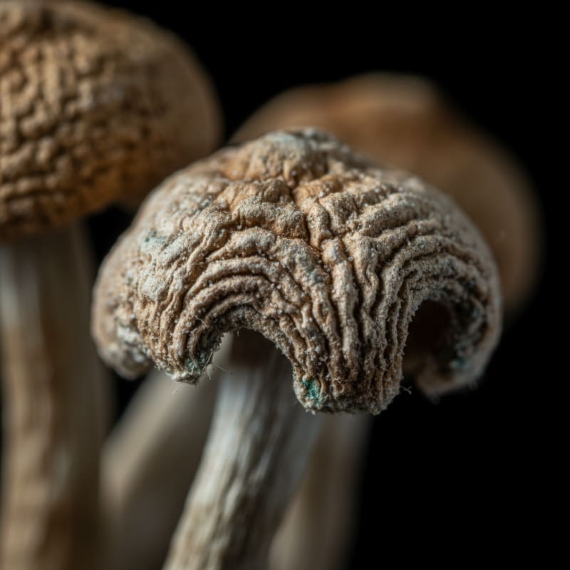 psilocybin data illustration 4