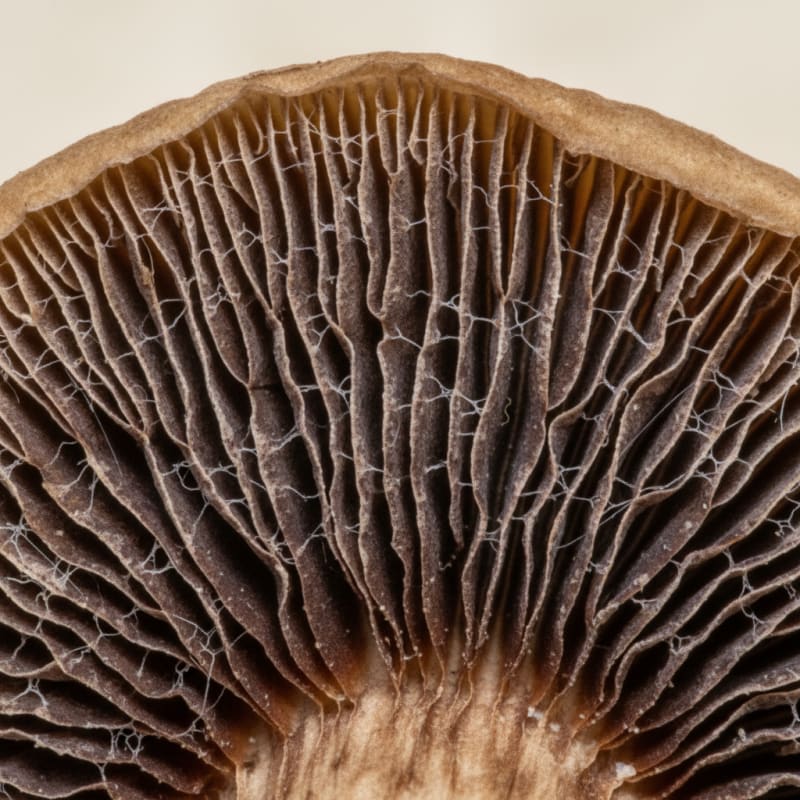 psilocybin data illustration 3