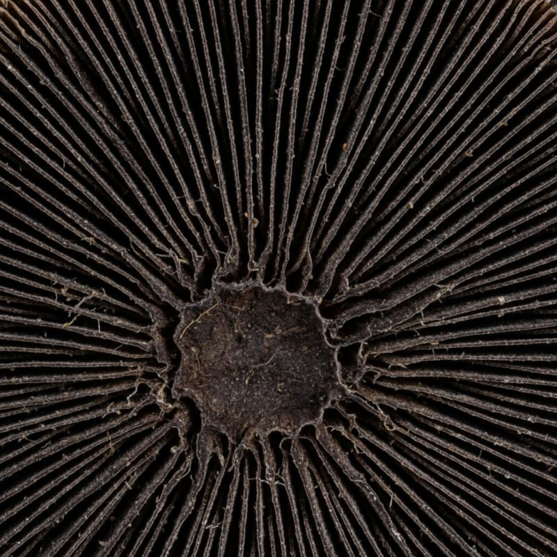 Microdosing illustration 4