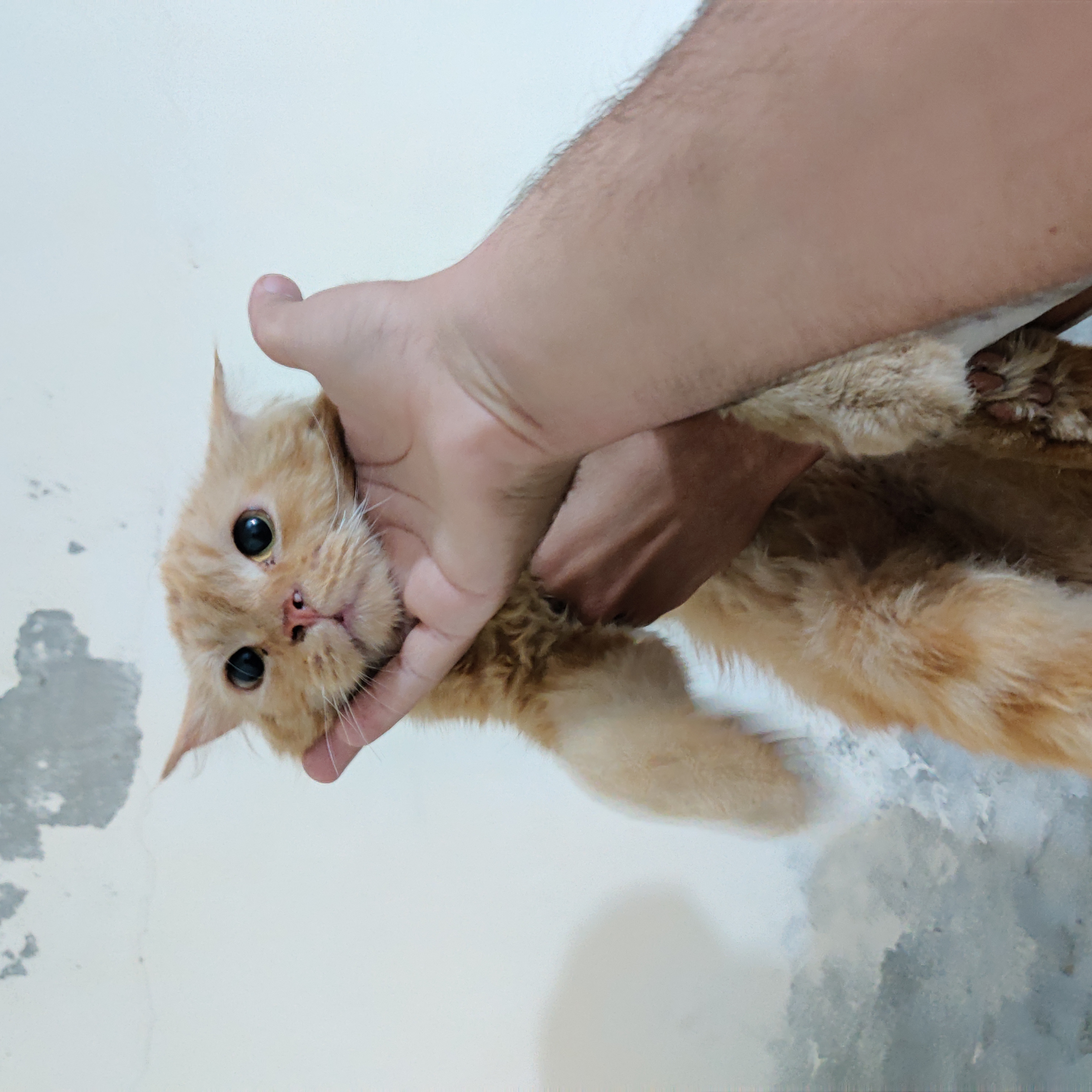 Cat for sale