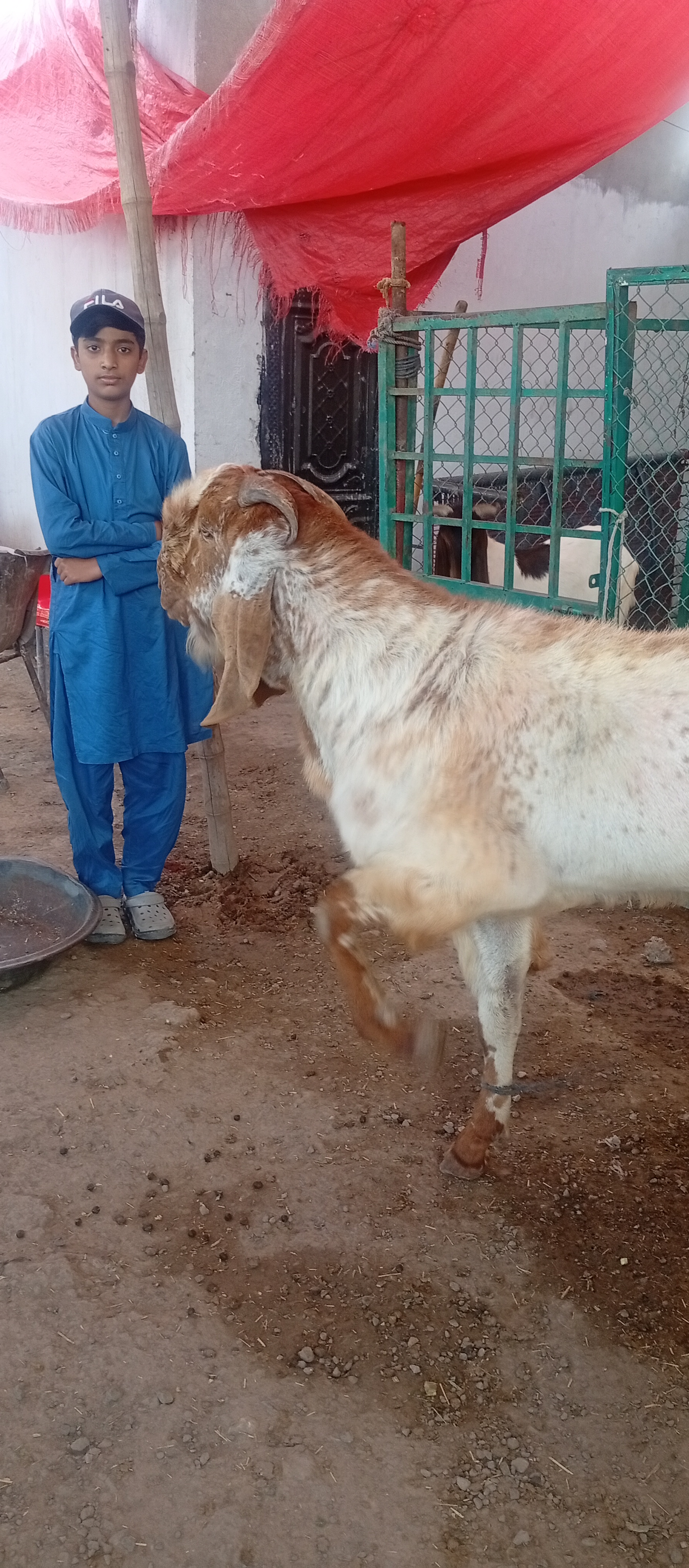 Rajasthani goat available for sale