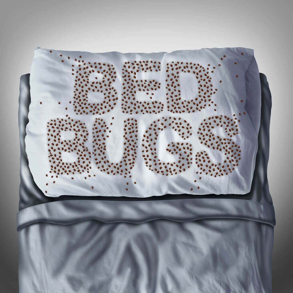 Bed bugs