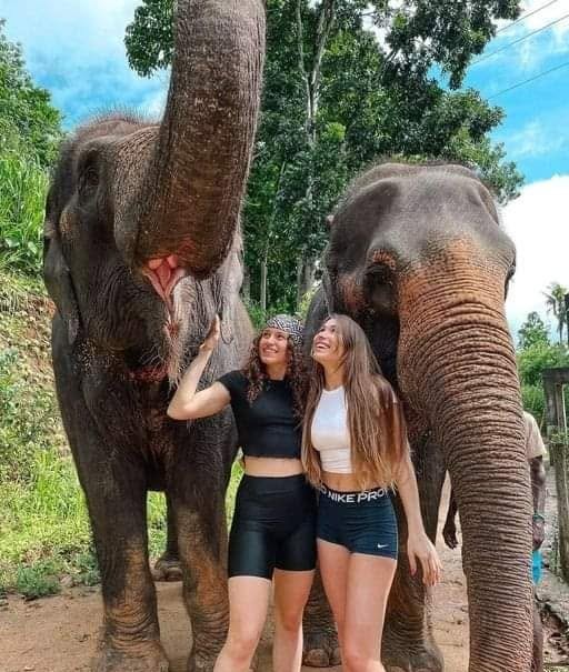 Elephant Tours & Encounters