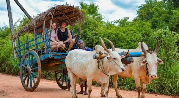 Traditional Bullock Cart Rides