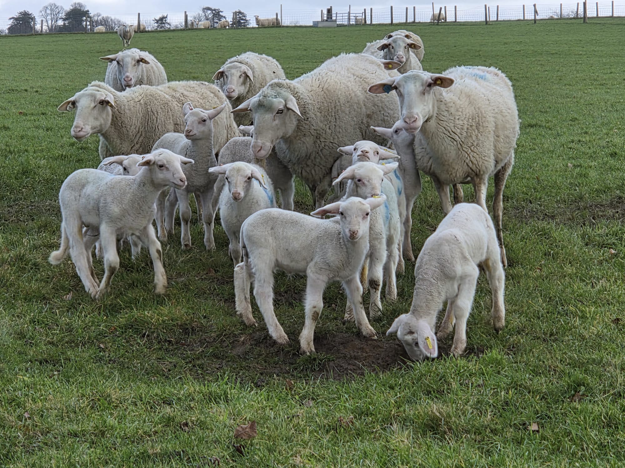 Zwartbles Sheep