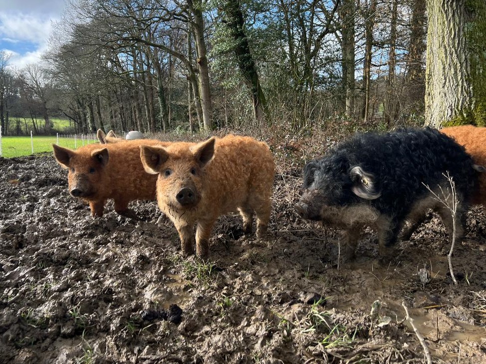 Mangalitsa Pigs