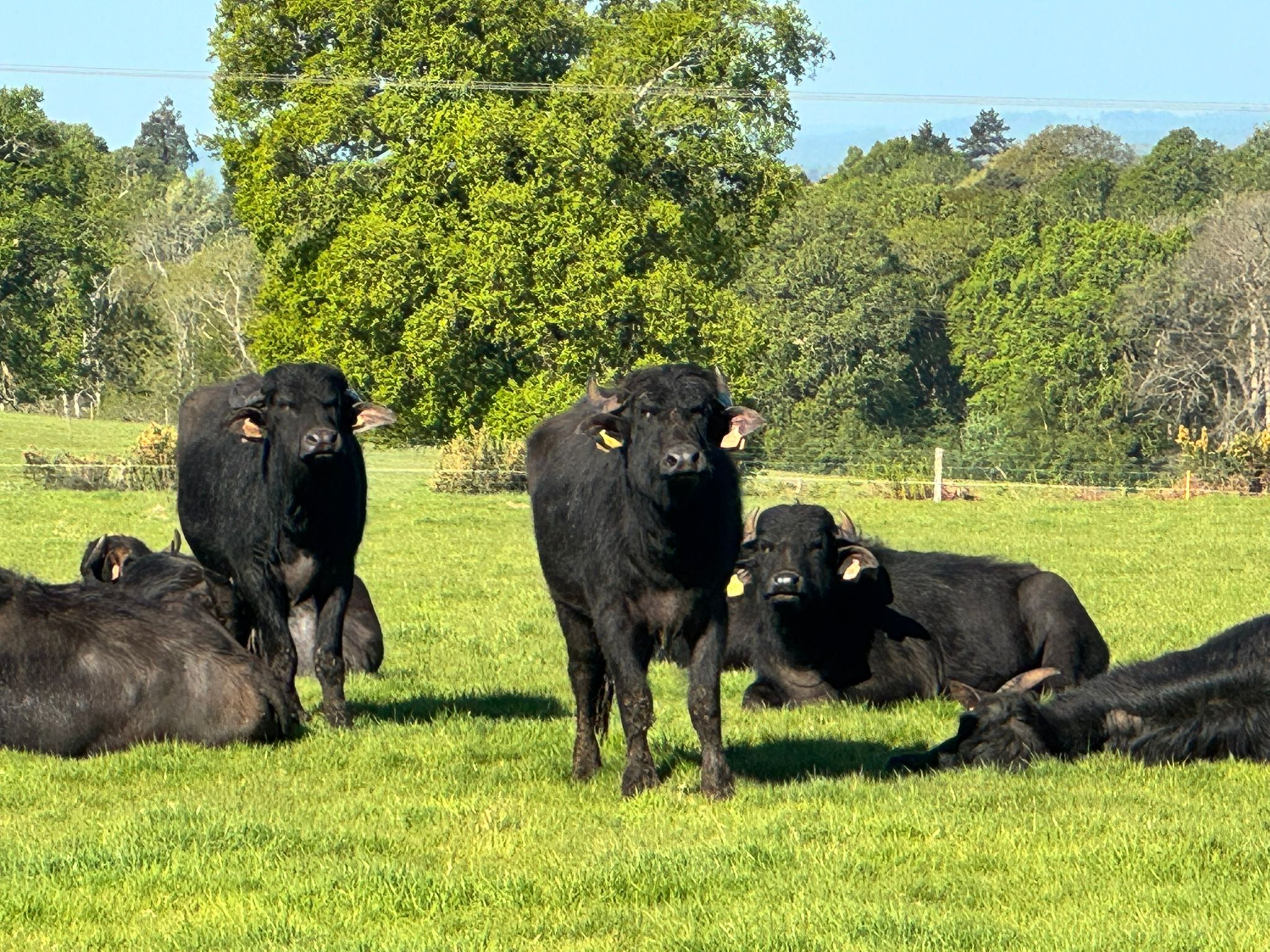 Water Buffalo