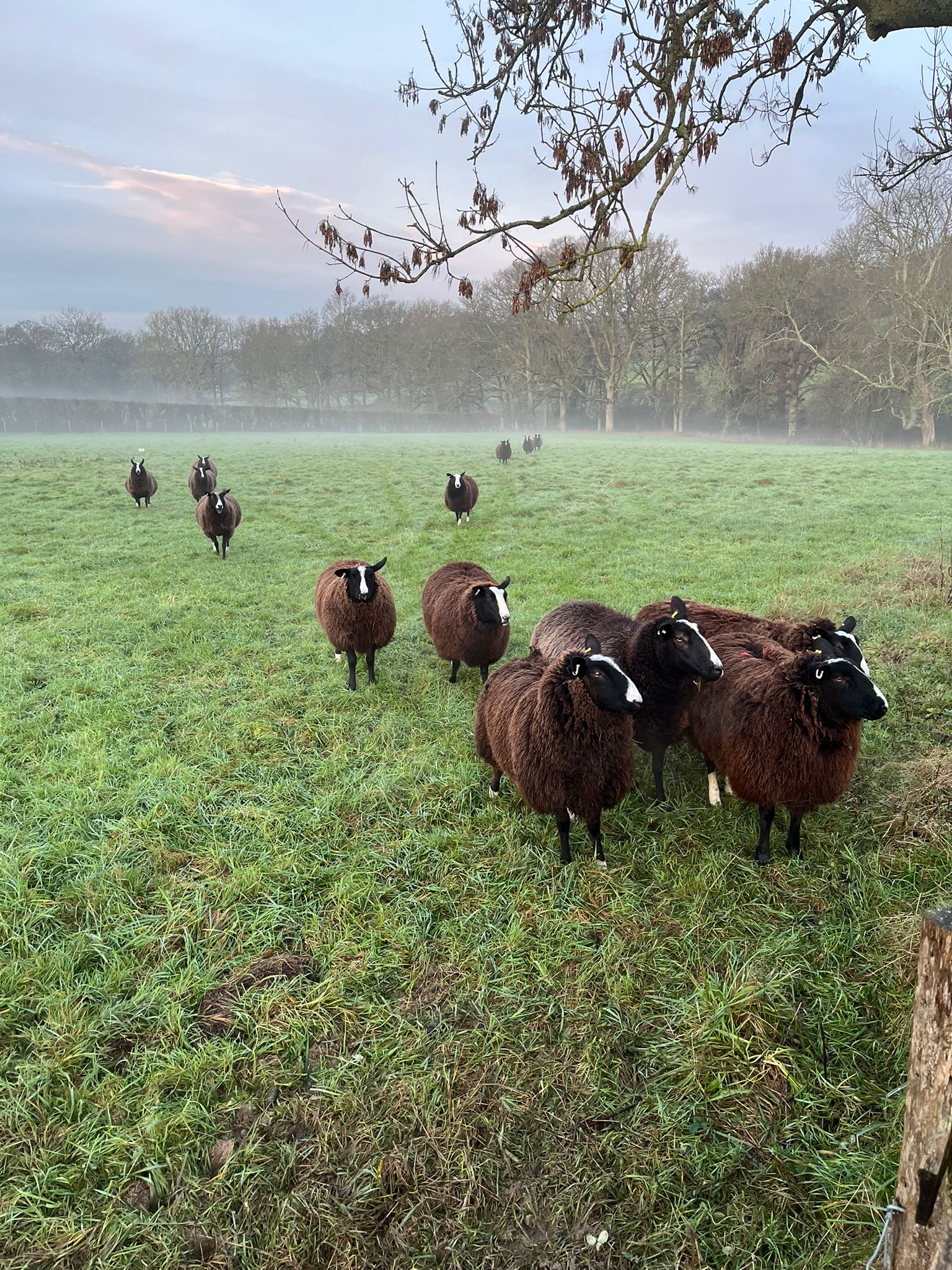 Zwartbles Sheep
