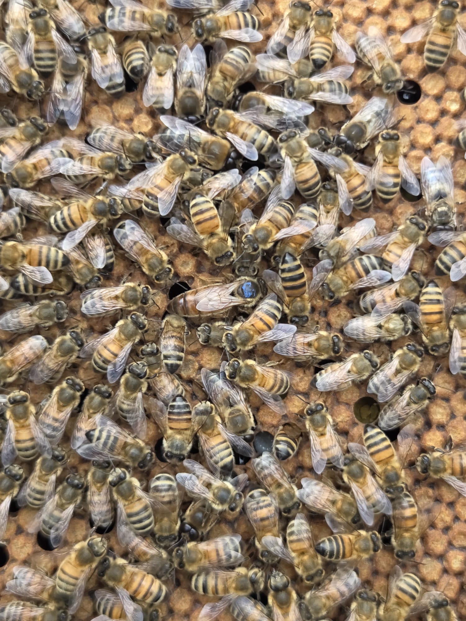 Bee