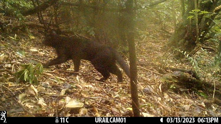 A domestic cat caught on a trail cam in the reserve