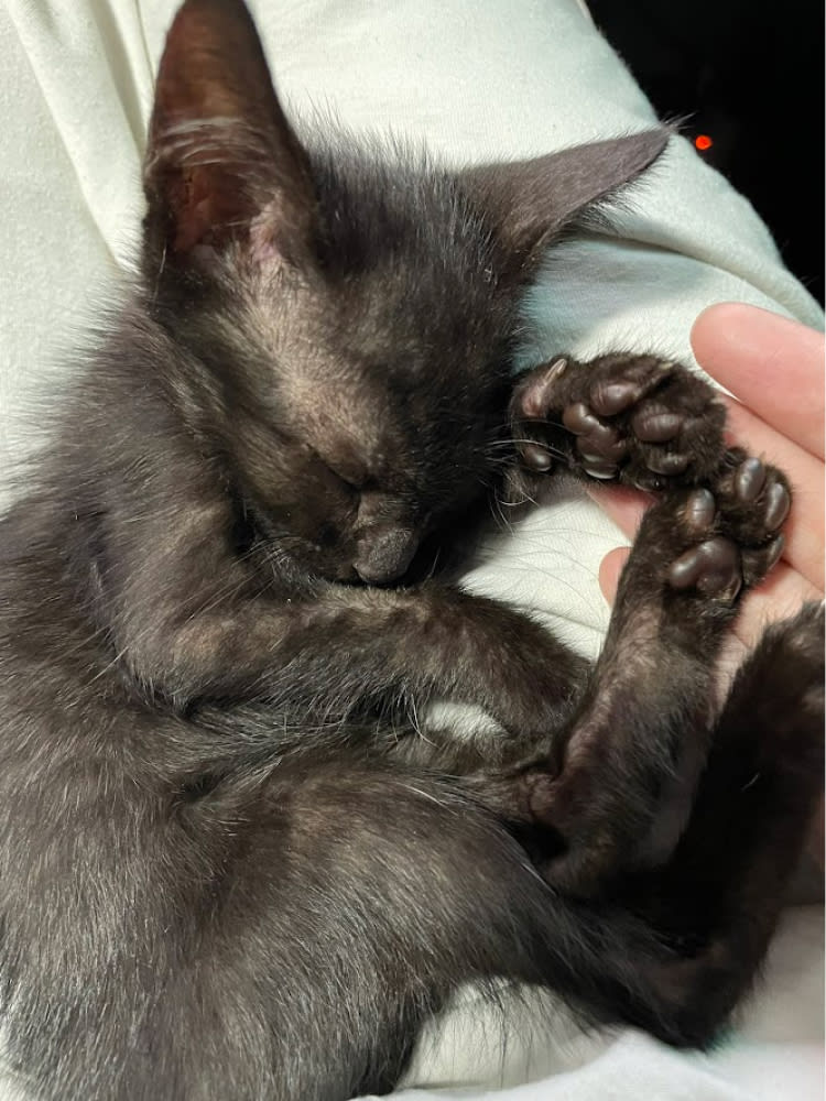 First photo of Fray. Her fur is really thin