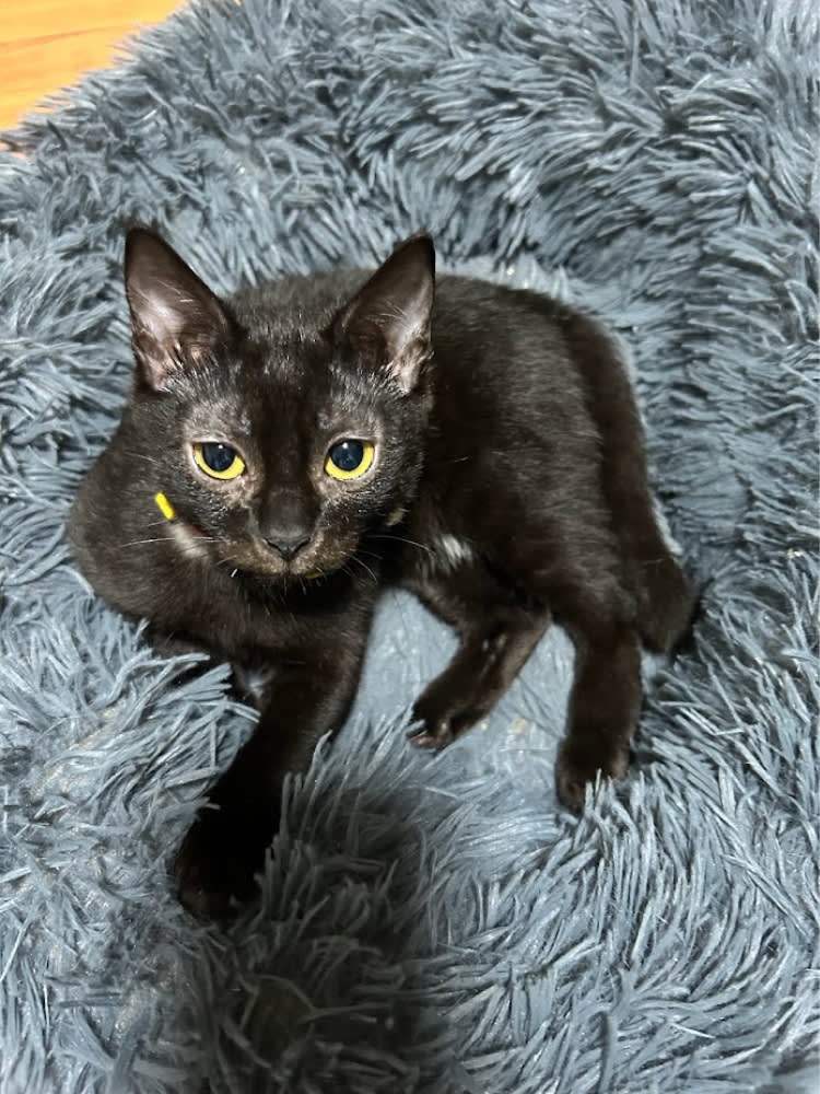 A healthy and recovered Fray, resting on her cat bed