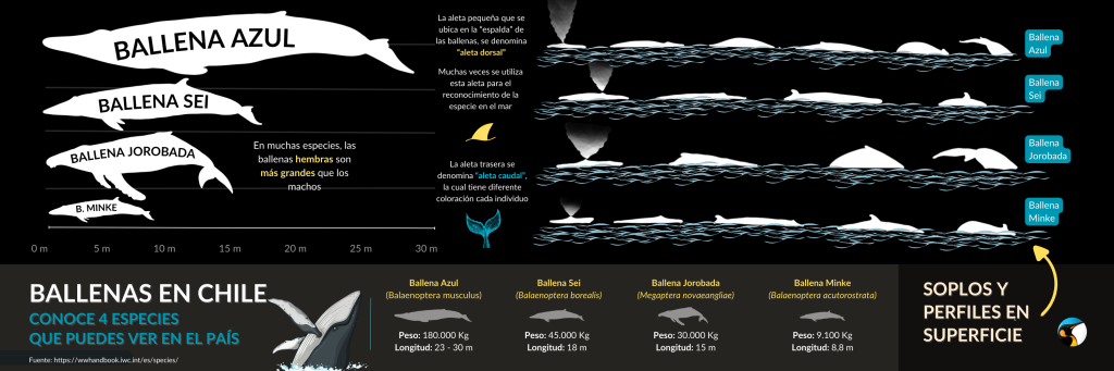 Infografía 3
