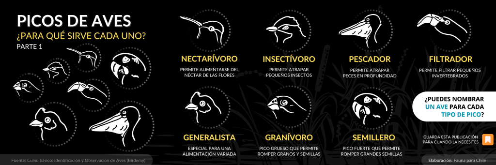Infografía 5