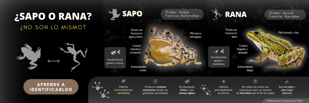 Infografía 6