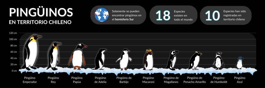 Infografía 7