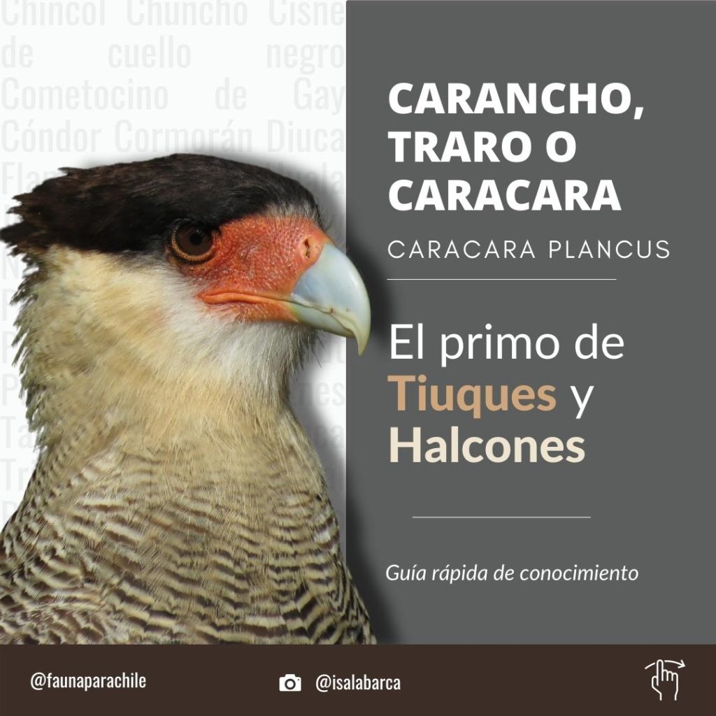 Carancho - lámina 1