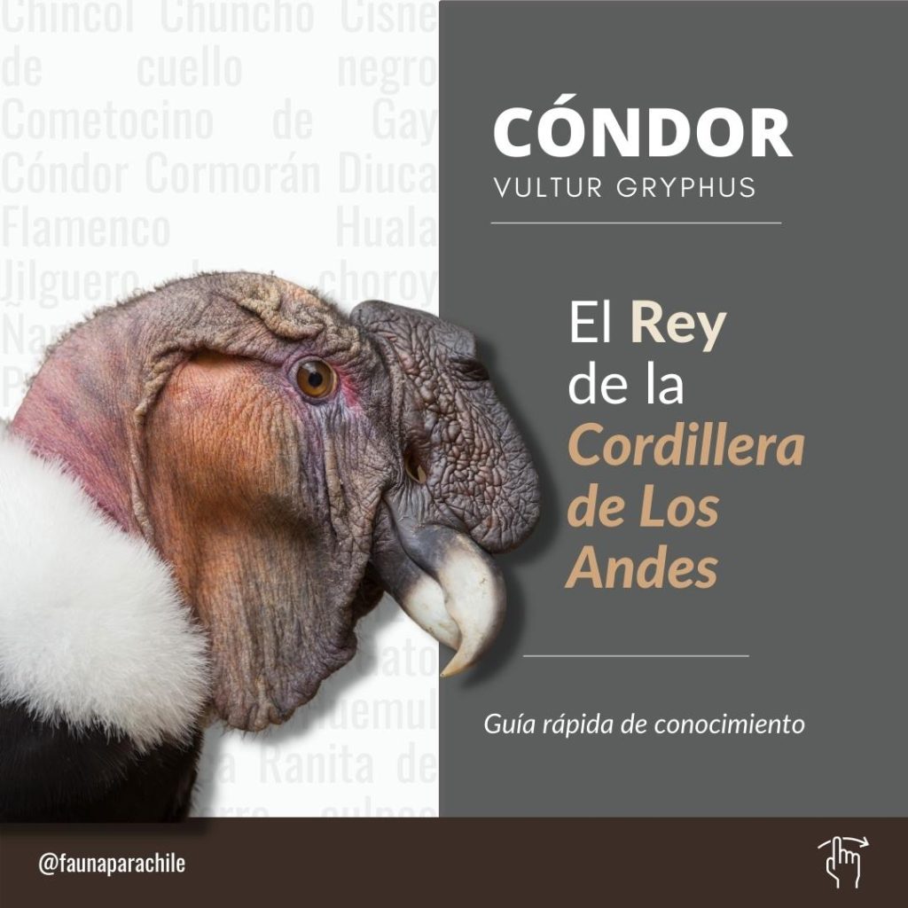 Cóndor Andino