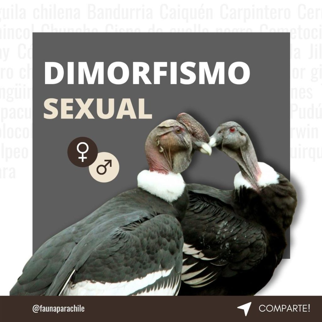Dimorfismo Huemul macho