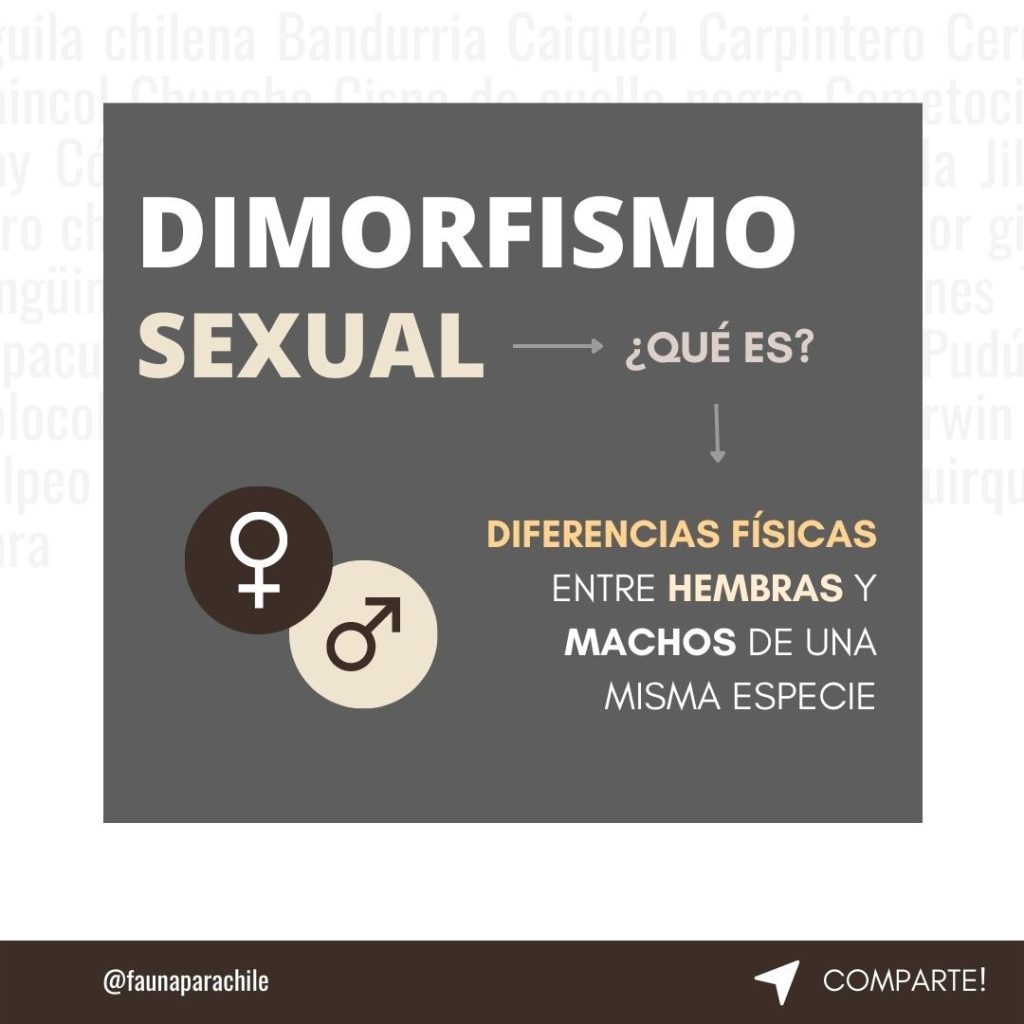 Dimorfismo Huemul hembra