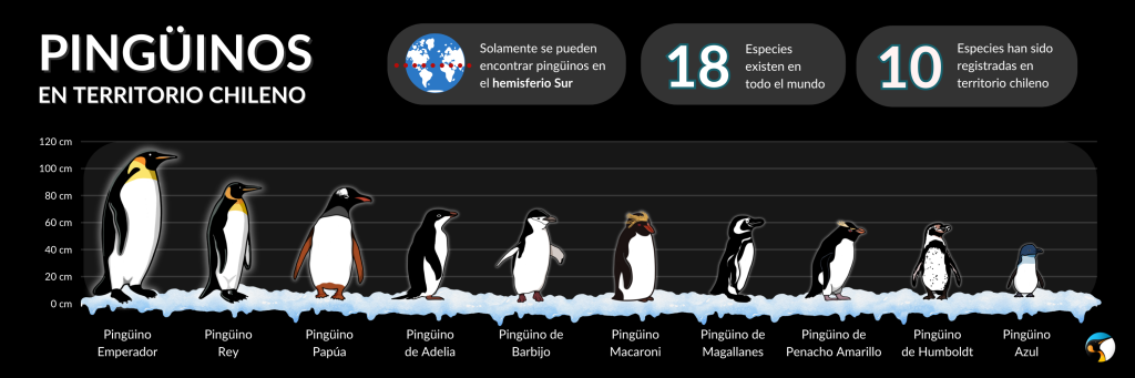 Infografía 8