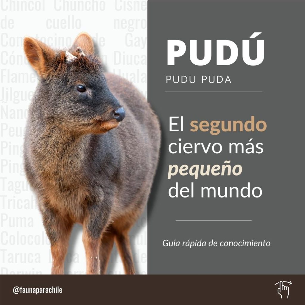 Huemul