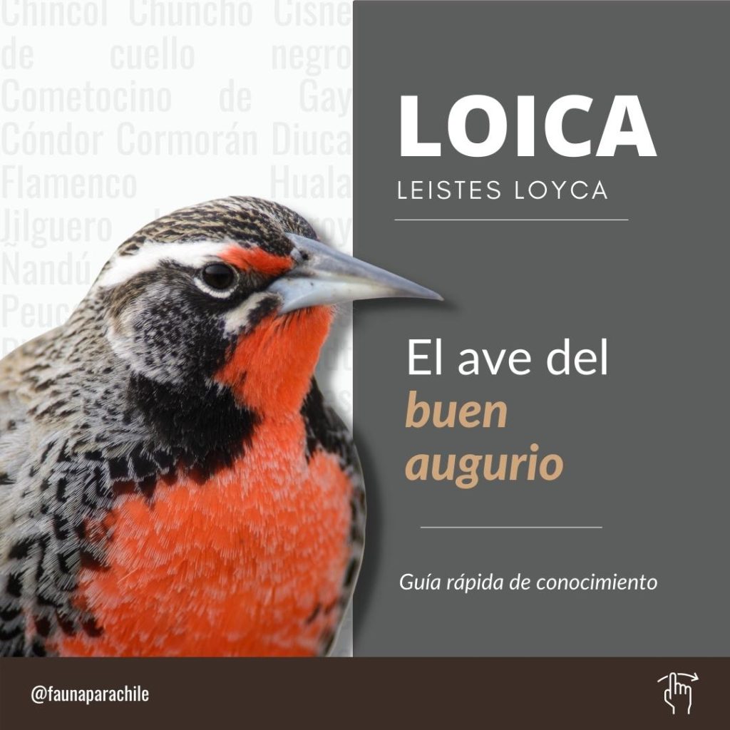 Loica