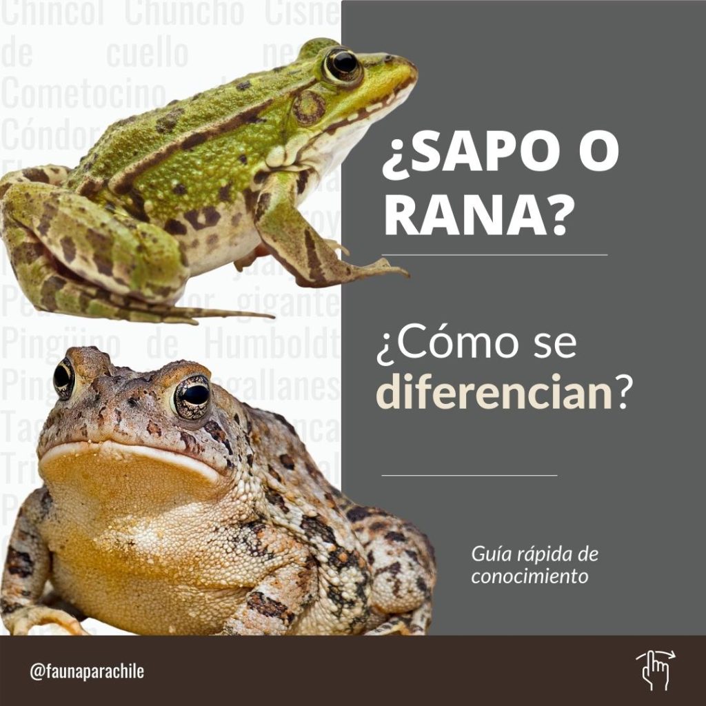 Anfibios y Reptiles - lámina 1