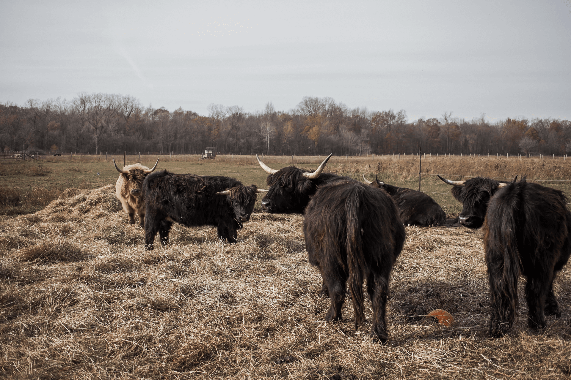 cattle on the farm