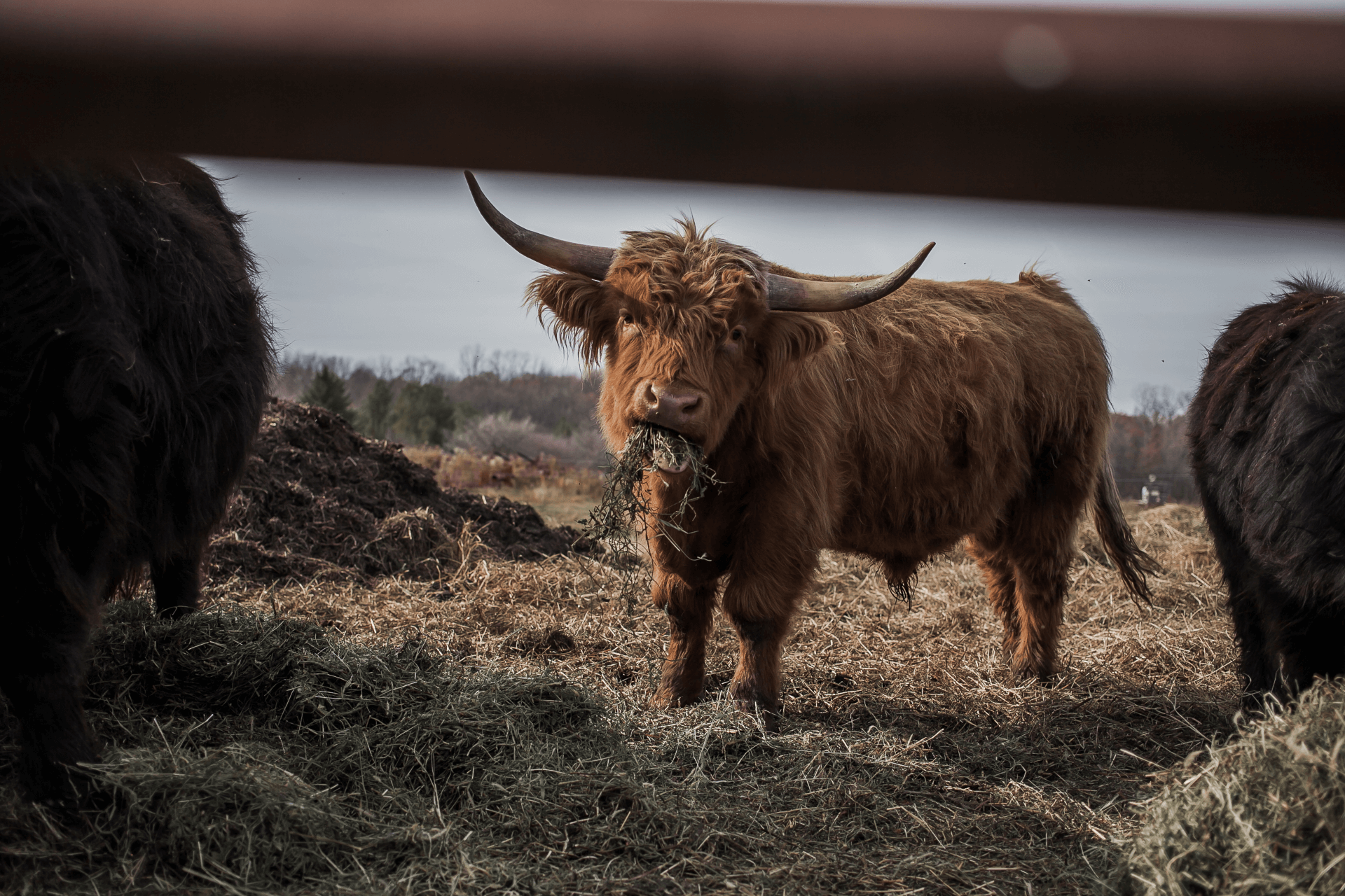 cattle eating