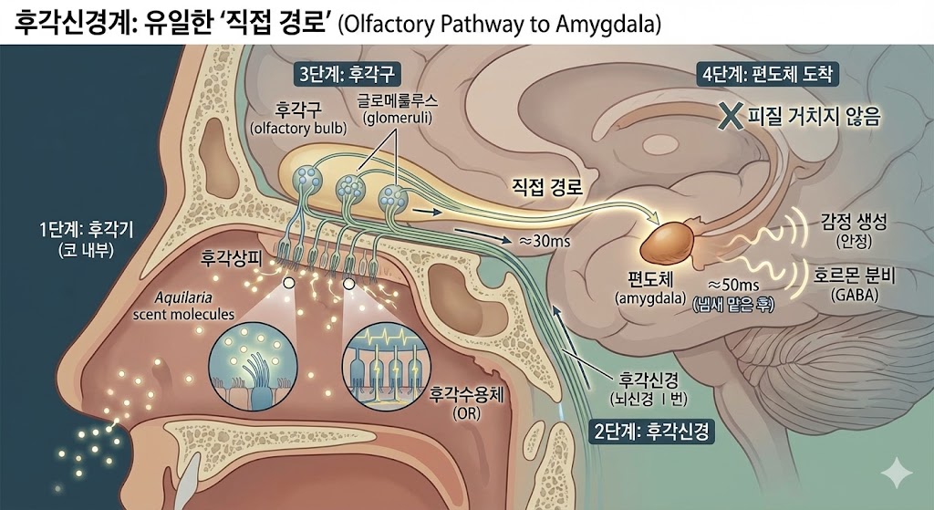 02_illustration_olfactory-pathway