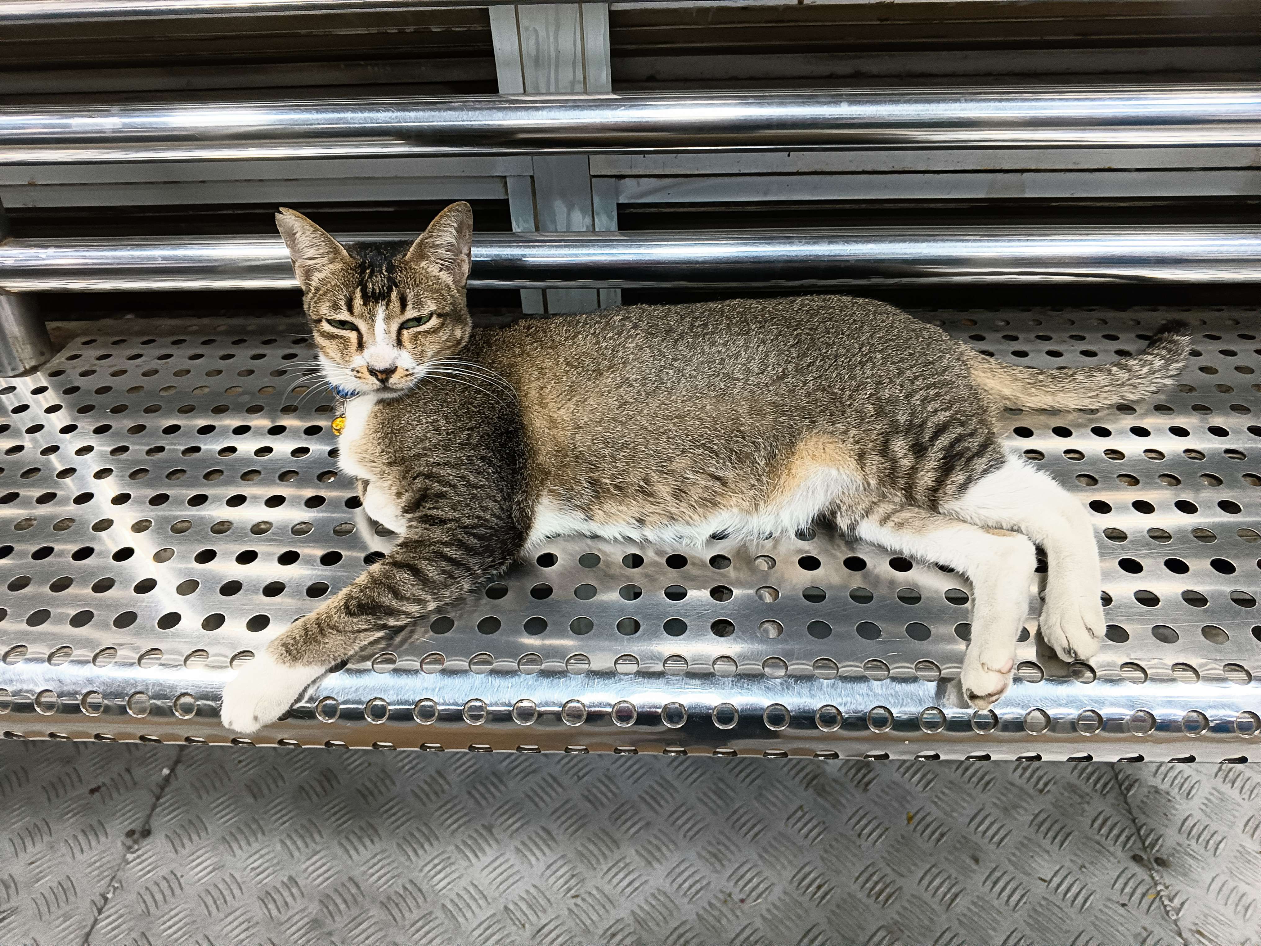 Kucing
