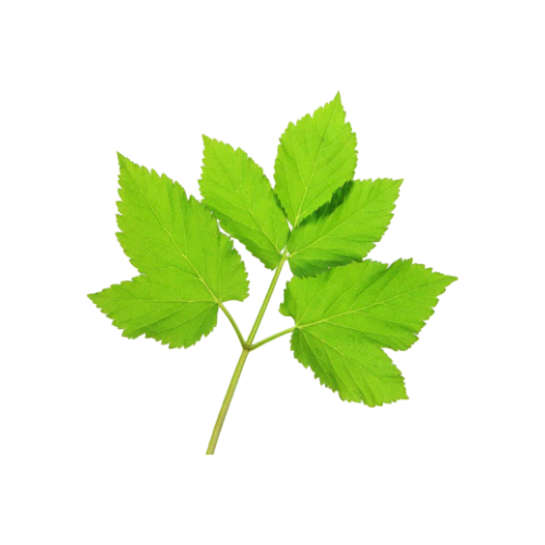 Epimedium