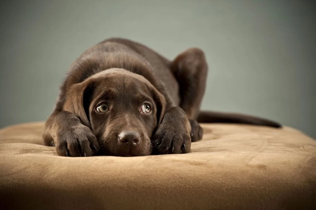 Babesiosis in Canines