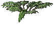A Fan Plant