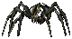Black Widow Spider