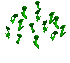 A Patch Of Lucky Clovers