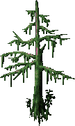 A Dying Tree Brought Back To Life