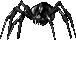 A Hatchling From A Giant Spider