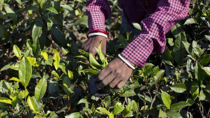 Tea gardens in Sri Lanka playing pivotal role in carbon sequestration