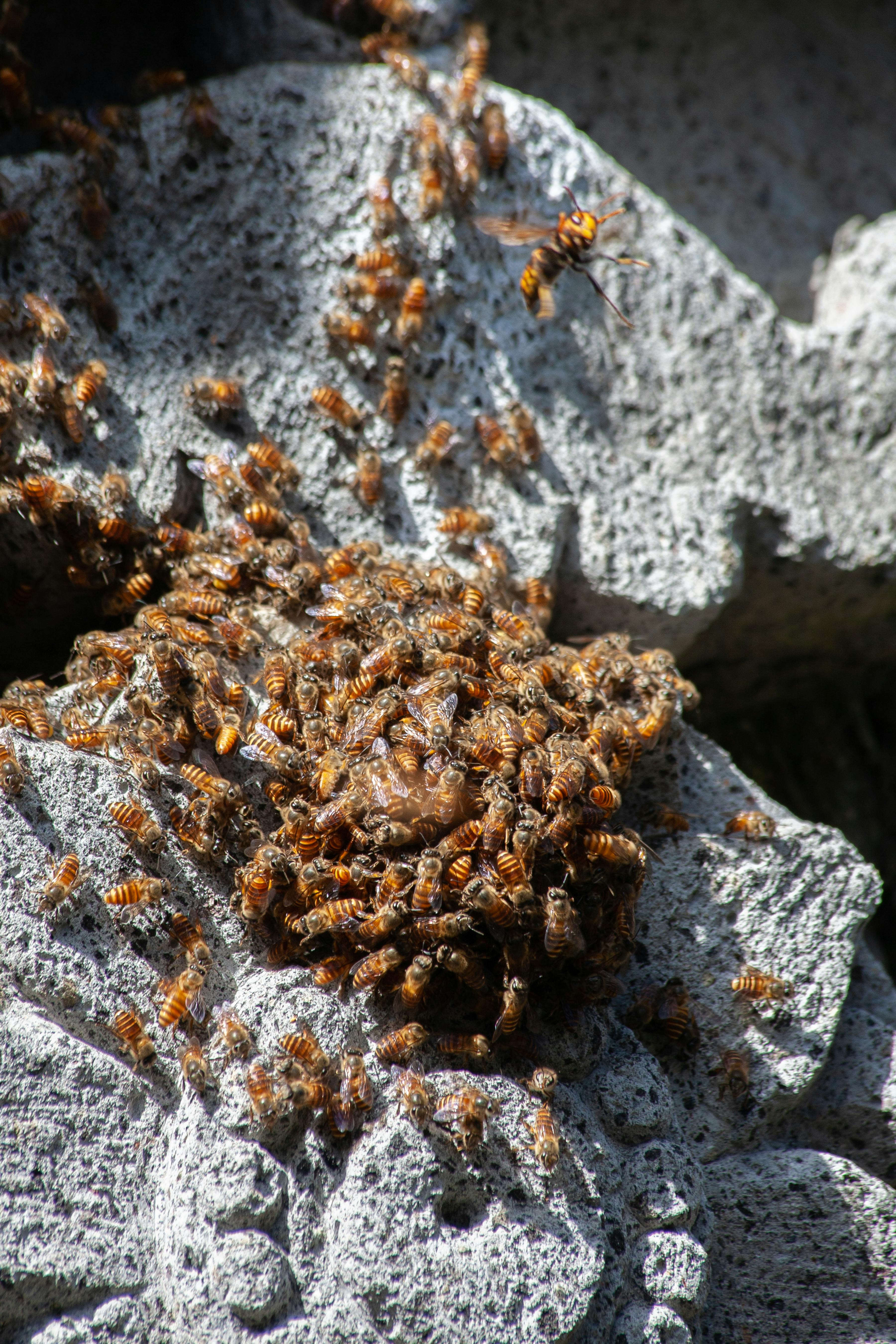 Bees on rock