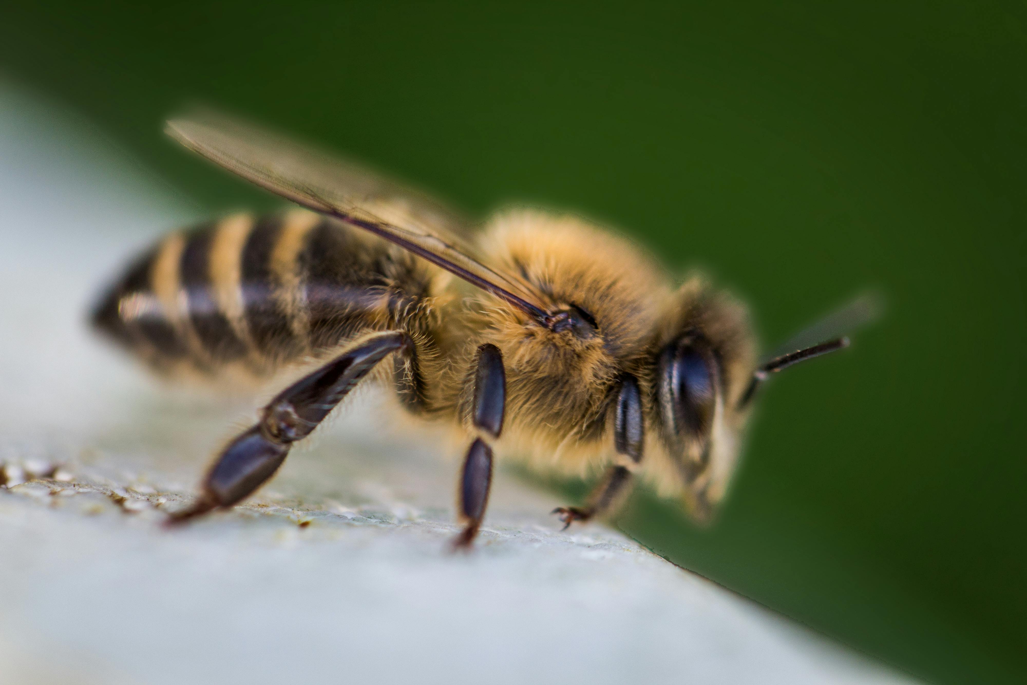 bee-macro