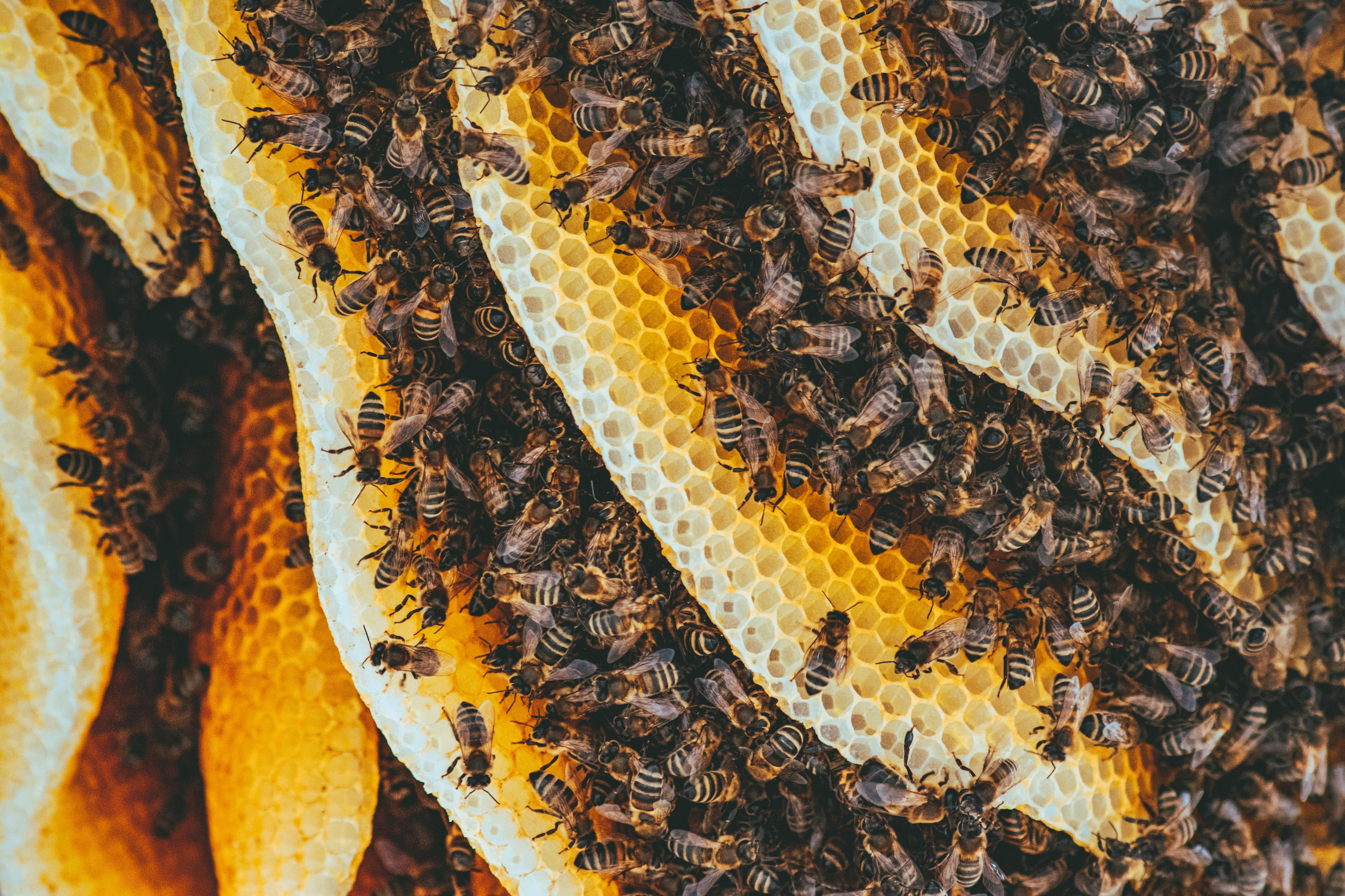 Abejas melíferas construyendo panales hexagonales con cera natural en una colmena.