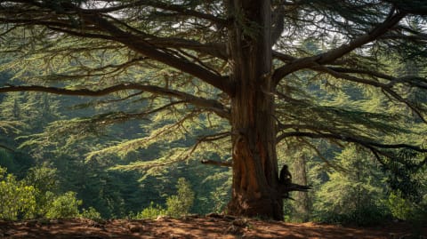 Cedar Forest of Azrou