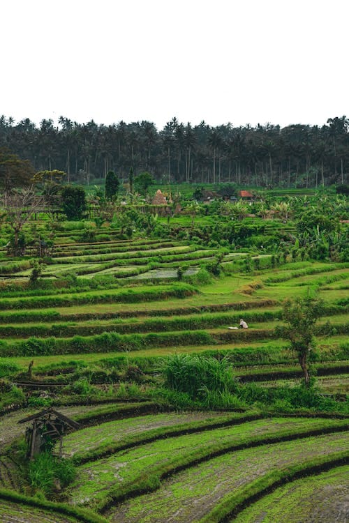 Rice Field Trek