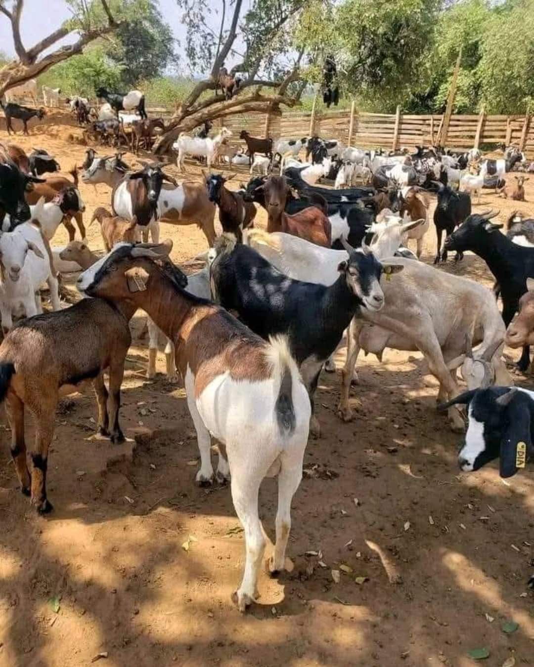 🐄 Share the Blessings of Qurbani This season of Eid al-Adha,  2026